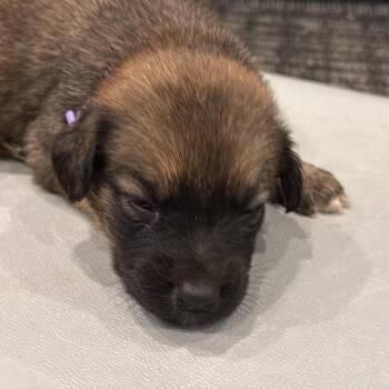 Oakley -  Shepherd Dog for Adoption in Brainerd, Minnesota - Oakley | PetCurious