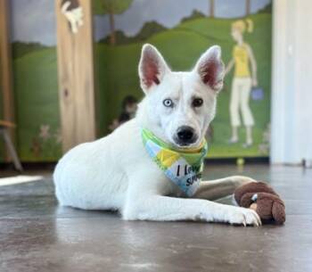 Frisco -  Mixed Breed Dog for Adoption in Memphis, Tennessee - Frisco | PetCurious