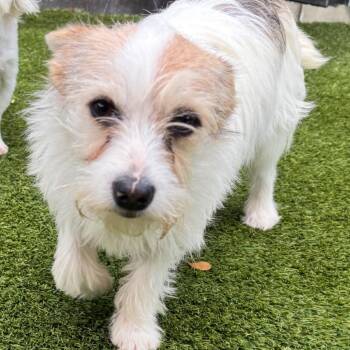 Mixed Breed Dogs Available for Adoption - Lovely 1047 | PetCurious