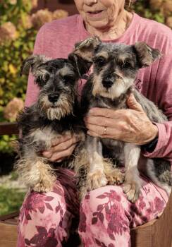 Rescue Miniature Schnauzer Dogs for Adoption in Chester Springs, Pennsylvania - MacArthur Park And Stewart | PetCurious