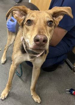 ATHENA -  German Shepherd Dog and Mixed Breed Dog for Adoption - ATHENA | PetCurious