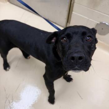 Bobby -  Mixed Breed Dog for Adoption in Winston-salem, North Carolina - Bobby | PetCurious