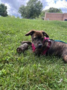 Terrier Dogs Available for Adoption in Candler, North Carolina - Marsha | PetCurious