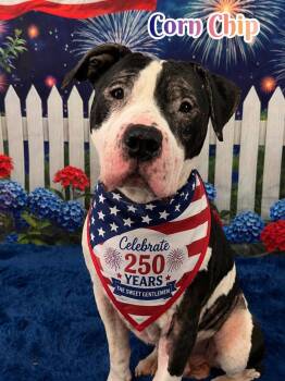 Corn Chip -  Mixed Breed Dog for Adoption in Flint, Michigan - Corn Chip | PetCurious