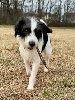 Terrier Dogs Available for Adoption - Cricket | PetCurious