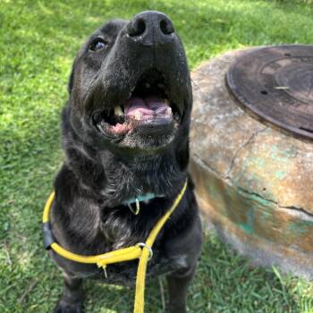 Labrador Retriever Dogs Available for Adoption in Pearland, Texas - Landon | PetCurious