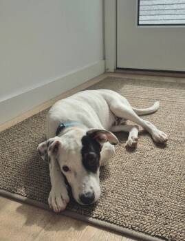 Waffles -  Terrier Dog for Adoption in Bothell, Washington - Waffles | PetCurious