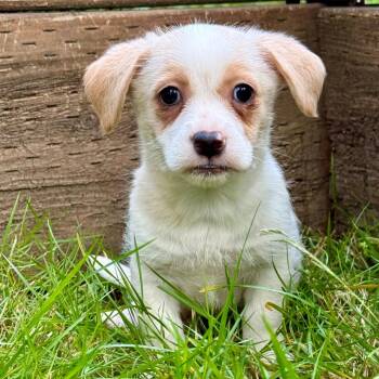 KANE -  Chihuahua Dog for Adoption in Graham, Washington - KANE | PetCurious