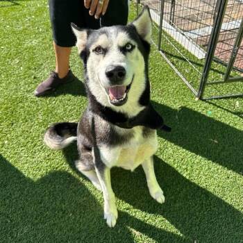 Maxx -  Husky Dog for Adoption in Tampa, Florida - Maxx | PetCurious