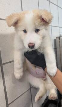 Husky and Mixed Breed Dogs Available for Adoption in El Paso, Texas - 60691708 | PetCurious