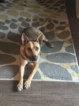 Rescue German Shepherd Dog and Mixed Breed Dogs for Adoption in Carrollton, Texas - Miss Kay | PetCurious