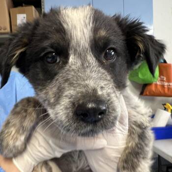 Mixed Breed Dogs Available for Adoption in Moab, Utah - Shark Tail | PetCurious