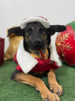 Monet-One of our Amazing Rescue Dogs -  German Pinscher and German Shepherd Dog Dog for Adoption in Carlsbad, California - Monet-One Of Our Amazing Rescue Dogs | PetCurious