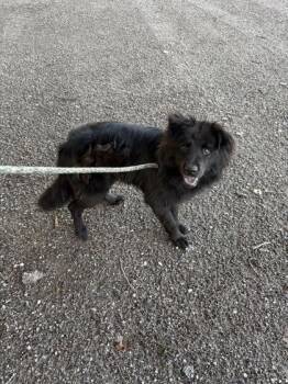 Poof - 1 -  Australian Shepherd and Chow Chow Dog for Adoption in Daytona Beach, Florida - Poof - 1 | PetCurious