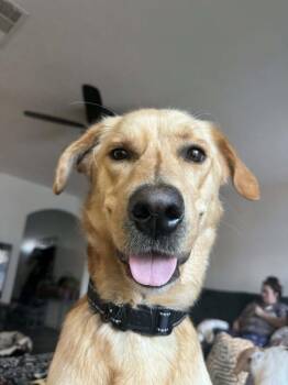 Golden Retriever Dogs Available for Adoption in Dallas, Texas - Dug PKA King | PetCurious