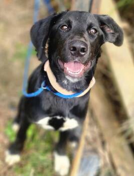 Rescue Labrador Retriever Dogs for Adoption in Manhasset, New York - Raya | PetCurious