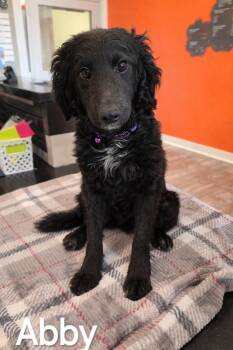 Poodle Dogs Available for Adoption in Sidney, Ohio - Abby Yrly 142 | PetCurious