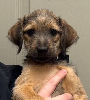 Terrier and Dachshund Dogs Available for Adoption - Button | PetCurious