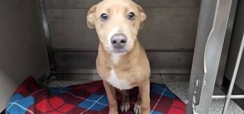 Pit Bull Terrier Dogs Available for Adoption in Rowlett, Texas - FRIDOLF | PetCurious