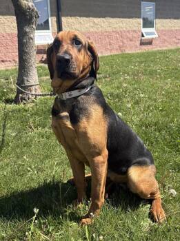 Bloodhound Dogs Available for Adoption in Maryville, Missouri - Bailey | PetCurious