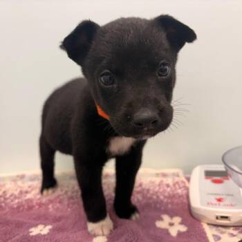 Gumball -  Shepherd and Mixed Breed Dog for Adoption in Clavet, Saskatchewan - Gumball | PetCurious