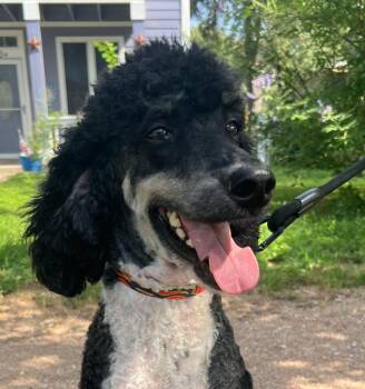 Browny -  Poodle Dog for Adoption in Garland, Texas - Browny | PetCurious