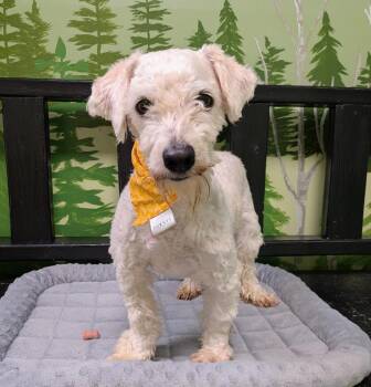 Flynn -  Terrier Dog for Adoption in Logan, Utah - Flynn | PetCurious