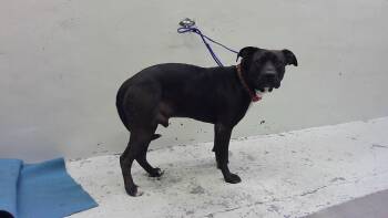 Staffordshire Bull Terrier and Mixed Breed Dogs Available for Adoption - MAX | PetCurious