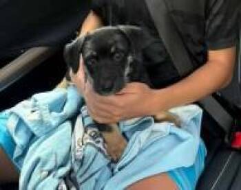 Forest Swann -  Schnauzer Dog for Adoption in Milton, Georgia - Forest Swann | PetCurious
