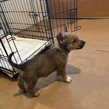 Cardigan Welsh Corgi and Chihuahua Dogs Available for Adoption in Shorewood, Illinois - Sage | PetCurious