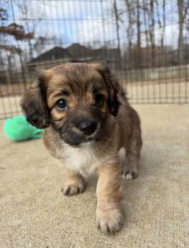 Dachshund and Shih Tzu Dogs Available for Adoption - OPHELIA | PetCurious