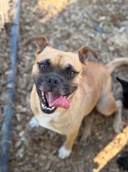 Pugasaurus-One of our Amazing Rescue Dogs -  Pug and Mixed Breed Dog for Adoption in Carlsbad, California - Pugasaurus-One Of Our Amazing Rescue Dogs | PetCurious