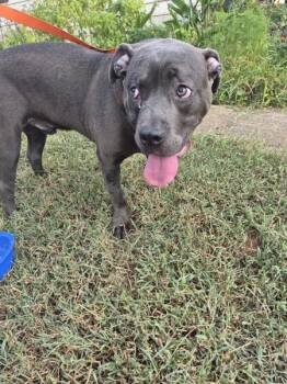 Ic-2 -  Pit Bull Terrier Dog for Adoption in Lawrenceville, Georgia - Ic-2 | PetCurious