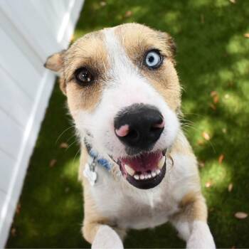 Russell -  Terrier Dog for Adoption in St. Petersburg, Florida - Russell | PetCurious