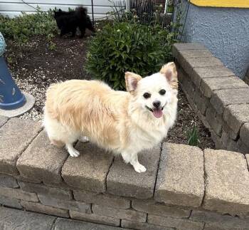 Mixed Breed Dogs Available for Adoption in Maineville, Ohio - Bubbles | PetCurious