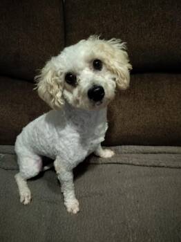 Rescue Poodle Dogs for Adoption in Harlem, Georgia - LISA | PetCurious