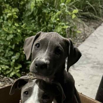 Pit Bull Terrier Dogs Available for Adoption - Marco | PetCurious