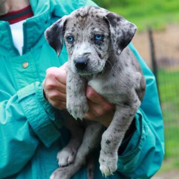 Catahoula Leopard Dog and Mixed Breed Dogs Available for Adoption in Stormville, New York - CT Chanterelle Avail May 30 (Ellington, CT) | PetCurious