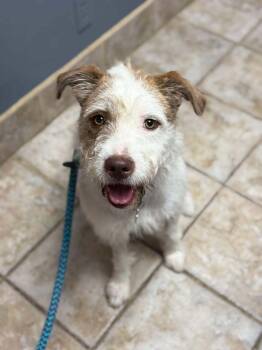 Rescue German Wirehaired Pointer Dogs for Adoption in Cedar Rapids, Iowa - Moxie | PetCurious