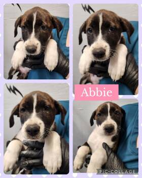 Hound and Labrador Retriever Dogs Available for Adoption in Ringwood, New Jersey - Abbie | PetCurious