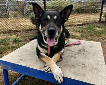 JEFFERSON* -  German Shepherd Dog and Mixed Breed Dog for Adoption in Santa Cruz, California - JEFFERSON* | PetCurious