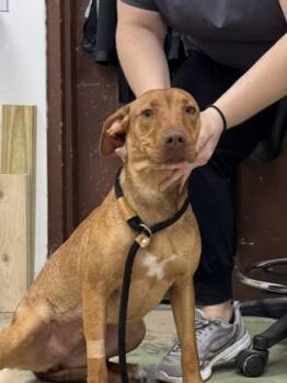 Rescue Hound and Mixed Breed Dogs for Adoption in Largo, Florida - Lucy | PetCurious