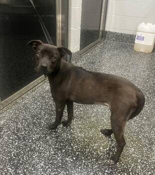 Gail from Marketing -  Mixed Breed Dog for Adoption in Jackson, Tennessee - Gail From Marketing | PetCurious