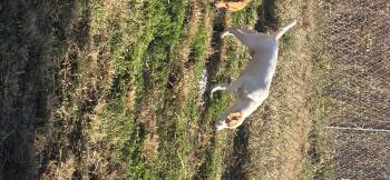 Rescue Hound Dogs for Adoption in Petersburg, Indiana - Doug | PetCurious