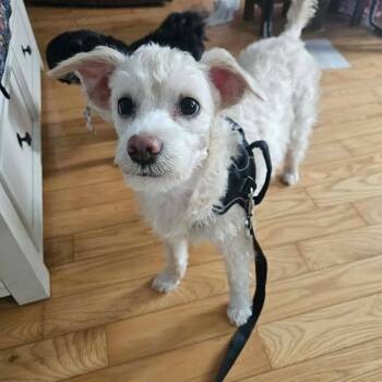Miniature Poodle Dogs Available for Adoption in St. Thomas, Ontario - Mel | PetCurious