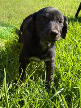 Australian Cattle Dog Blue Heeler and Labrador Retriever Dogs Available for Adoption in New Baltimore, Michigan - Mango | PetCurious