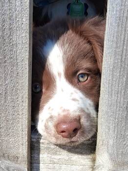 Border Collie and Australian Shepherd Dogs Available for Adoption in Minnetrista, Minnesota - Georgie | PetCurious