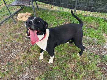 Rescue Mixed Breed Dogs for Adoption in Scott, Louisiana - Grant | PetCurious