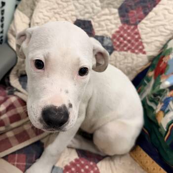 Ferris -  Mixed Breed Dog for Adoption in Logan, Ohio - Ferris | PetCurious