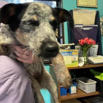 Noodle -  Australian Cattle Dog Blue Heeler and Mixed Breed Dog for Adoption in Stephenville, Texas - Noodle | PetCurious